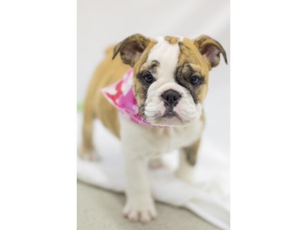 English Bulldog DOG Female Red Brindle and White 11529 Petland Wichita, Kansas