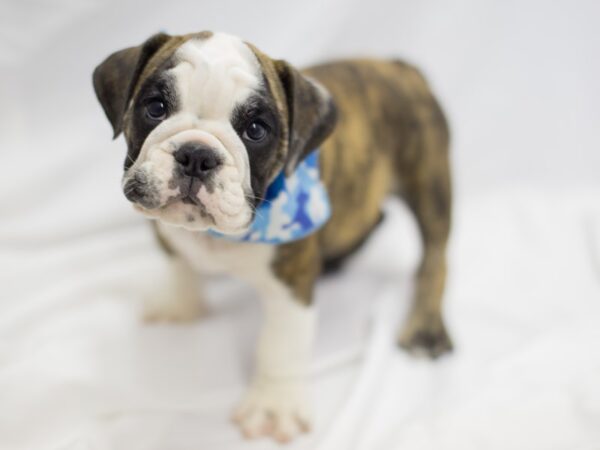 English Bulldog DOG Male Red Brindle and White 11528 Petland Wichita, Kansas