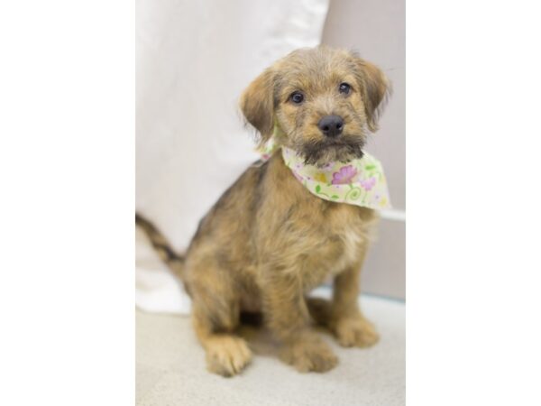 Wheatador DOG Female Brown 11527 Petland Wichita, Kansas