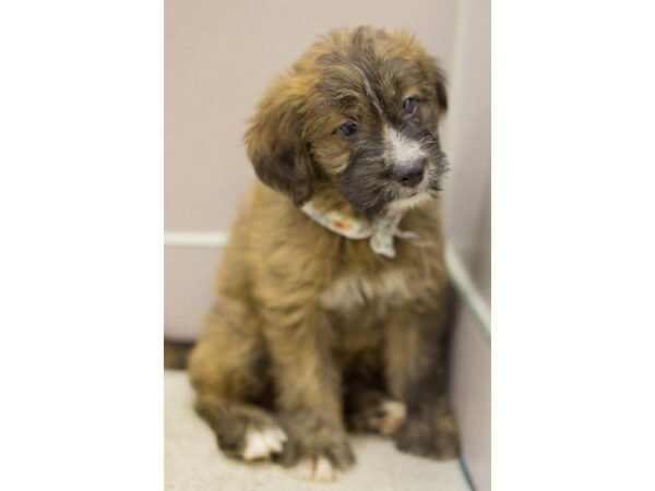 Wheatador DOG Female Brown and White 11526 Petland Wichita, Kansas