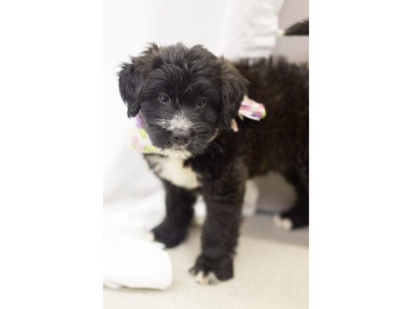 Wheatador DOG Female Black and White 11525 Petland Wichita, Kansas