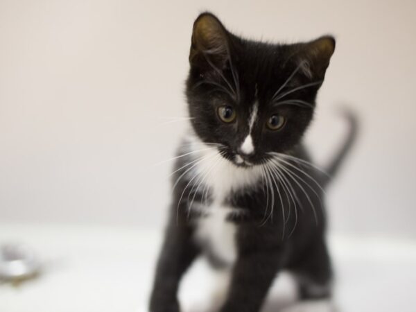 Domestic Medium Hair-DOG-Male-Black and White-11546-Petland Wichita, Kansas