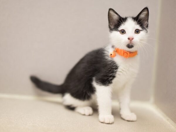 Domestic Medium Hair-DOG-Male-Black and White-11545-Petland Wichita, Kansas