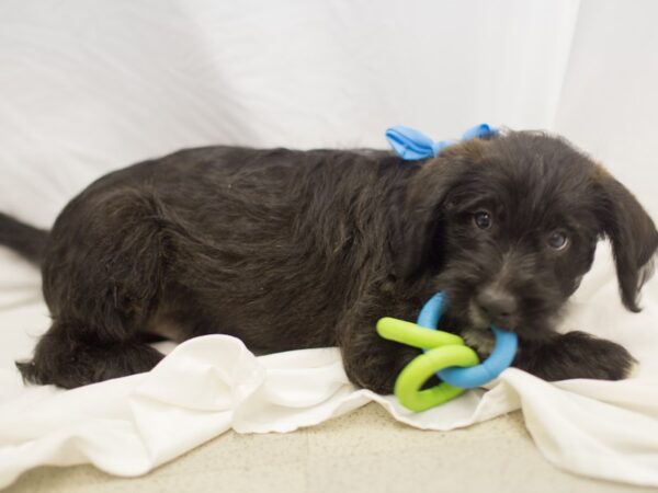 Wheatador DOG Male Black and White 11524 Petland Wichita, Kansas