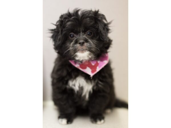 Toy PooChin DOG Female Black and White 11522 Petland Wichita, Kansas