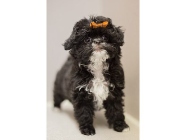 Toy PooChin DOG Female Black and White 11521 Petland Wichita, Kansas