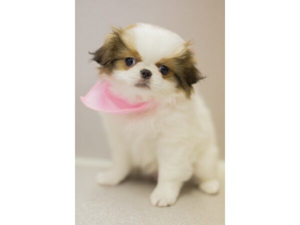 Japanese Chin-DOG-Female-White and Sable-11520-Petland Wichita, Kansas