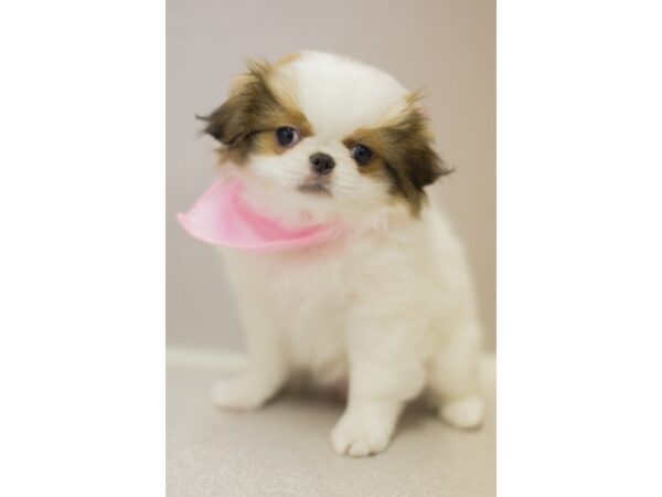 Japanese Chin DOG Female White and Sable 11520 Petland Wichita, Kansas