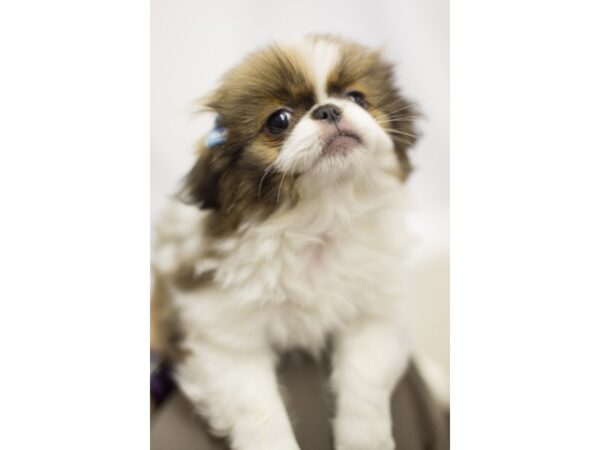 Japanese Chin DOG Female White and Sable 11519 Petland Wichita, Kansas