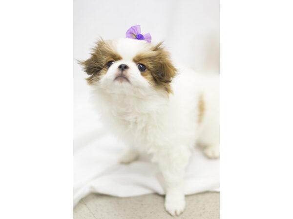 Japanese Chin DOG Female White and Sable 11518 Petland Wichita, Kansas