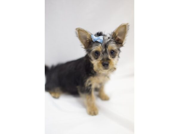 Silky Terrier DOG Female Black and Tan 11517 Petland Wichita, Kansas