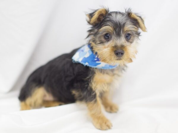 Silky Terrier DOG Male Black and Tan 11516 Petland Wichita, Kansas