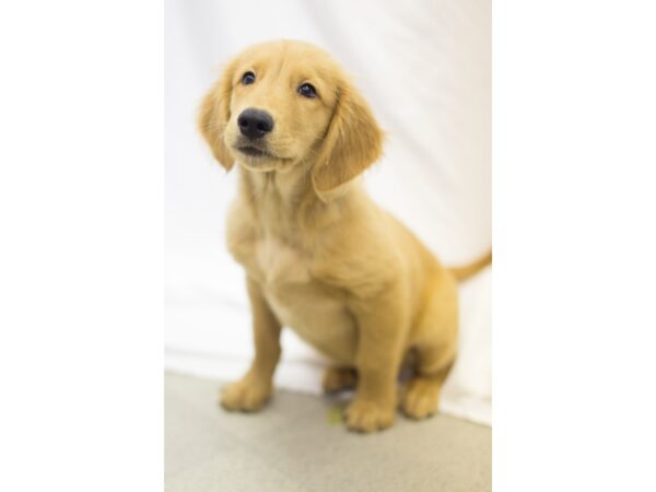 Golden Retriever DOG Male Golden 11465 Petland Wichita, Kansas