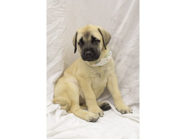 English Mastiff DOG Female Fawn with Black Mask 11579 Petland Wichita, Kansas