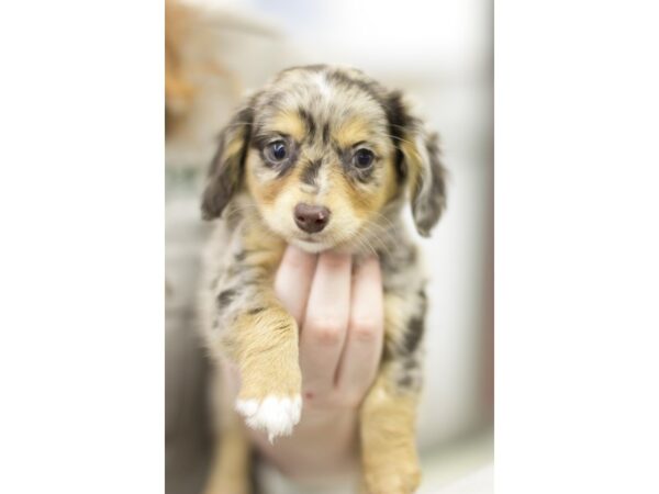 Chiweenie DOG Male Silver Dapple 11577 Petland Wichita, Kansas