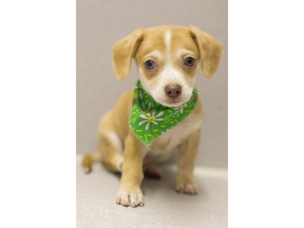 Chiweenie-DOG-Male-Fawn-11576-Petland Wichita, Kansas