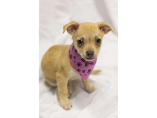 Chiweenie DOG Female Fawn 11575 Petland Wichita, Kansas