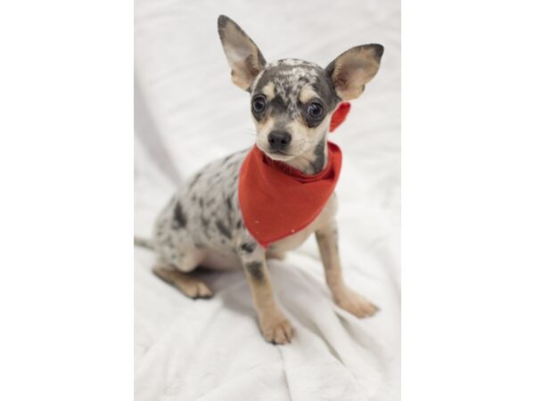 Chihuahua DOG Male Blue Merle 11574 Petland Wichita, Kansas