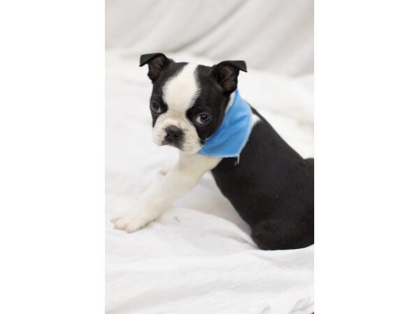 Boston Terrier DOG Male Black and White 11573 Petland Wichita, Kansas