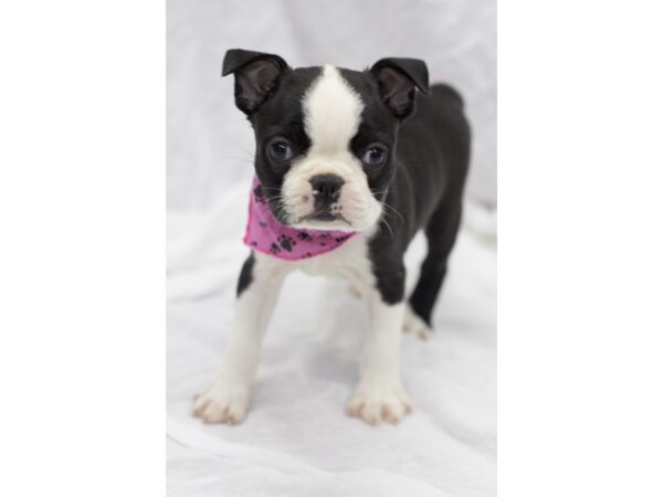 Boston Terrier-DOG-Female-Black and White-11572-Petland Wichita, Kansas