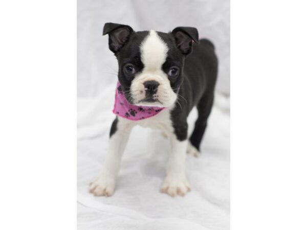 Boston Terrier DOG Female Black and White 11572 Petland Wichita, Kansas