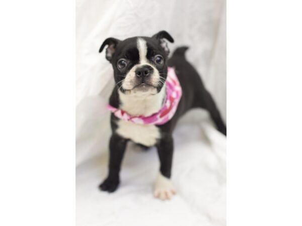 Boston Terrier-DOG-Female-Black and White-11571-Petland Wichita, Kansas