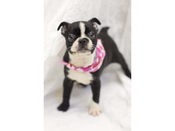 Boston Terrier DOG Female Black and White 11571 Petland Wichita, Kansas