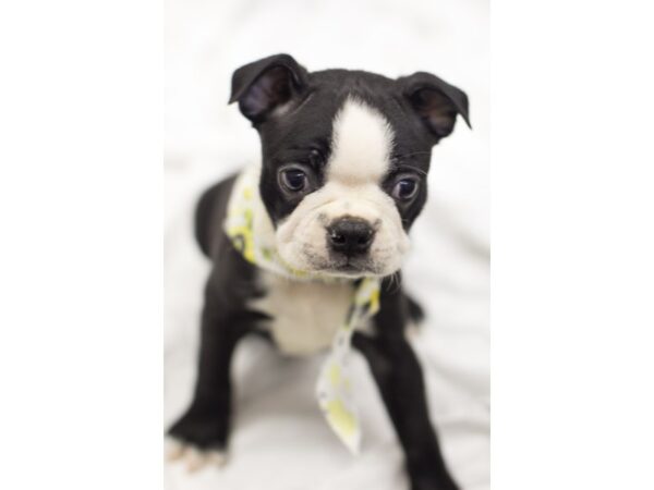 Boston Terrier DOG Male Black and White 11570 Petland Wichita, Kansas