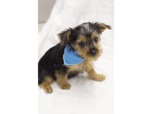 Yorkshire Terrier DOG Male Black and Tan 11569 Petland Wichita, Kansas