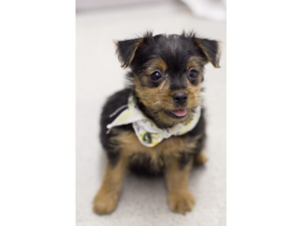 Yorkshire Terrier DOG Male Black and Tan 11568 Petland Wichita, Kansas