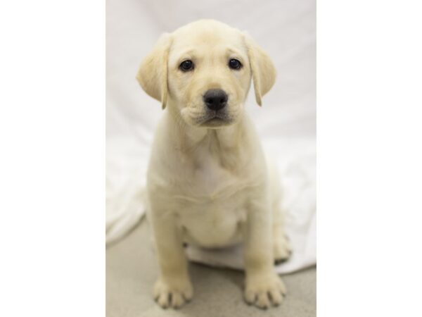 Labrador Retriever DOG Female Yellow 11567 Petland Wichita, Kansas