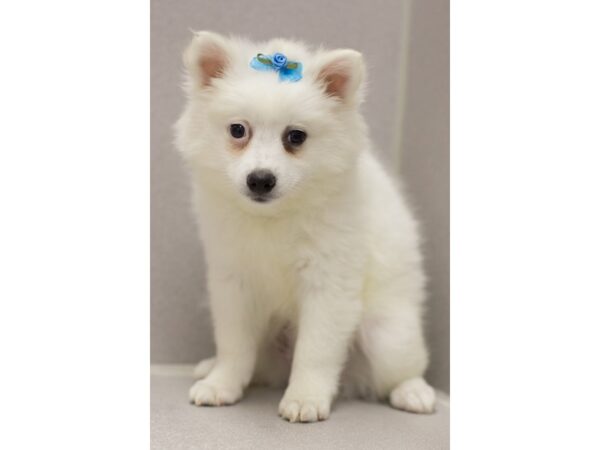 Miniature American Eskimo DOG Female White 11566 Petland Wichita, Kansas