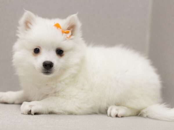 Miniature American Eskimo DOG Female White 11565 Petland Wichita, Kansas