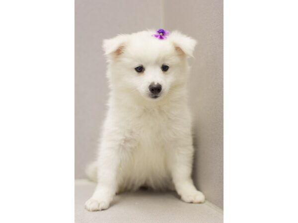 Miniature American Eskimo DOG Female White 11564 Petland Wichita, Kansas