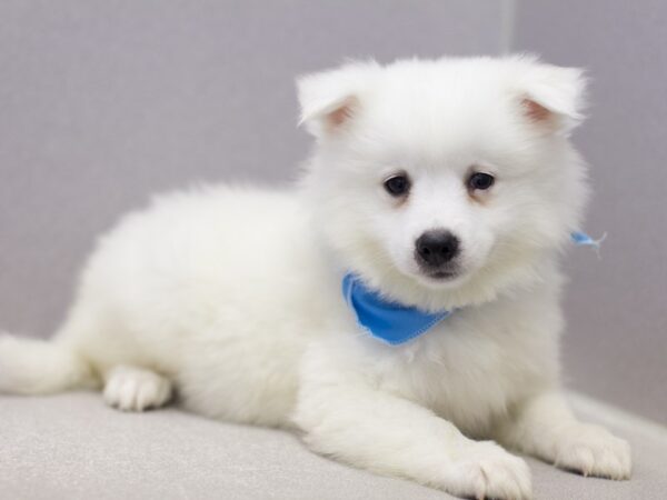 Miniature American Eskimo DOG Male White 11563 Petland Wichita, Kansas