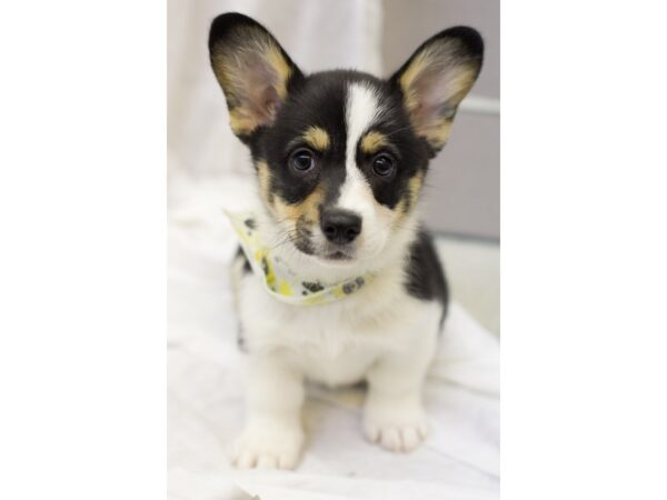 Pembroke Welsh Corgi DOG Male TrI Color 11562 Petland Wichita, Kansas