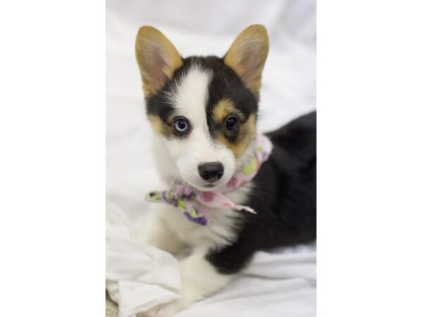 Pembroke Welsh Corgi-DOG-Female-TrI Color-11561-Petland Wichita, Kansas