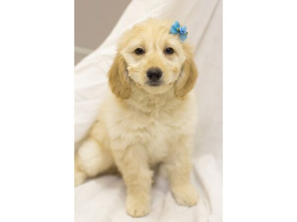 Mini Goldendoodle-DOG-Female-Light Golden-11560-Petland Wichita, Kansas