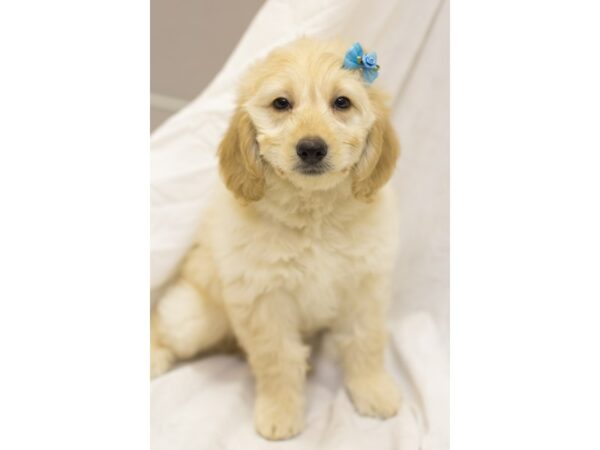 Mini Goldendoodle DOG Female Light Golden 11560 Petland Wichita, Kansas