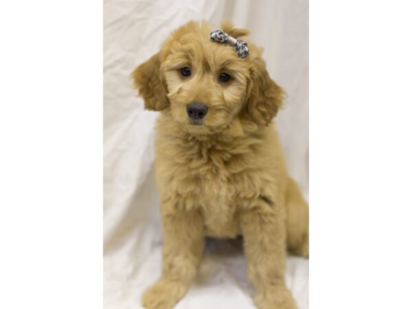 Mini Goldendoodle-DOG-Female-Golden-11559-Petland Wichita, Kansas