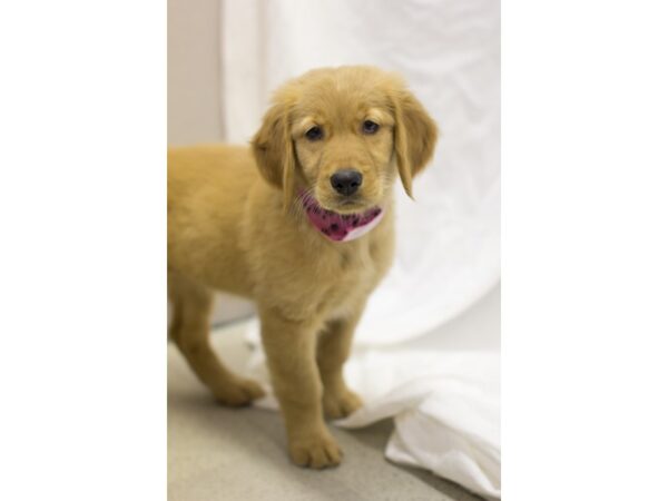 Golden Retriever-DOG-Female-Golden-11558-Petland Wichita, Kansas