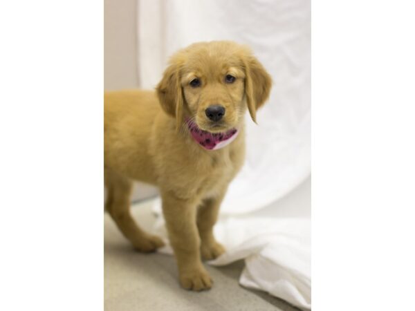 Golden Retriever DOG Female Golden 11558 Petland Wichita, Kansas