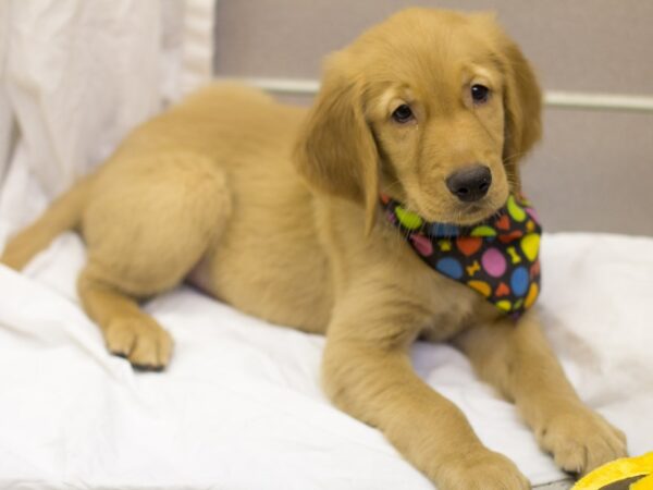 Golden Retriever DOG Male Golden 11557 Petland Wichita, Kansas