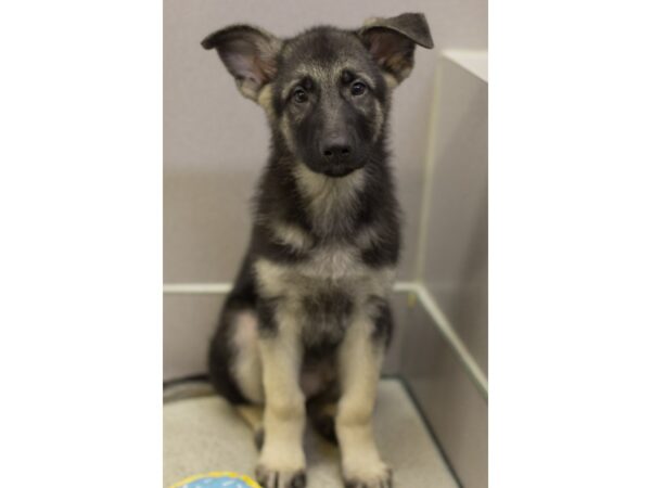 German Shepherd Dog-DOG-Male-Black and Tan-11556-Petland Wichita, Kansas
