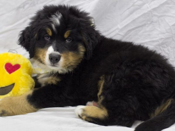 Bernese Mountain Dog DOG Male Black Tan and Rust 11555 Petland Wichita, Kansas