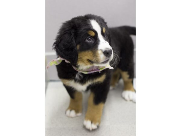 Bernese Mountain Dog DOG Female Black Tan and Rust 11554 Petland Wichita, Kansas