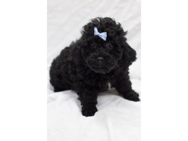Toy Poodle-DOG-Female-Black-11553-Petland Wichita, Kansas