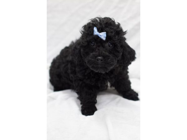 Toy Poodle DOG Female Black 11553 Petland Wichita, Kansas