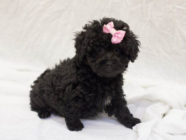 Toy Poodle DOG Female Black 11552 Petland Wichita, Kansas