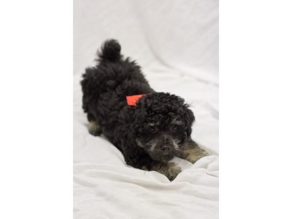 Toy Poodle DOG Male Black and Tan 11551 Petland Wichita, Kansas